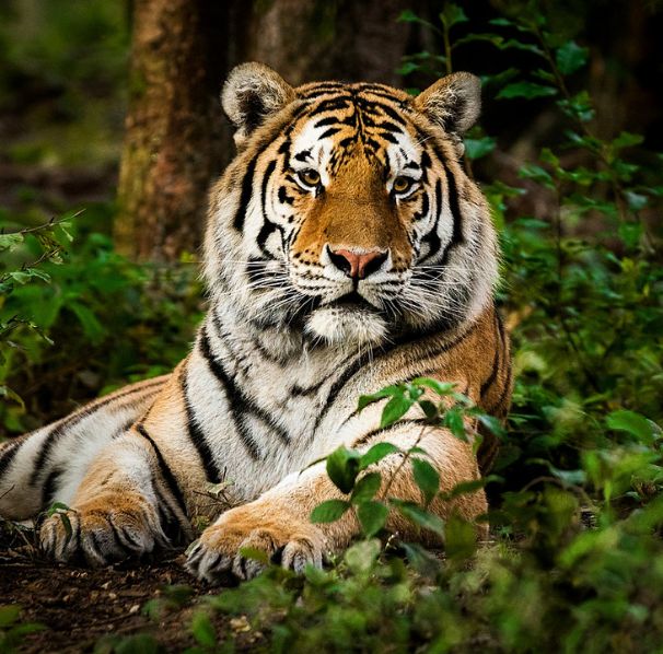 Sundarbans National Park